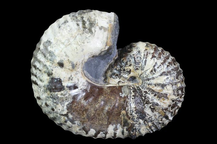 Rare, Scaphites Heteromorph Ammonite - Kansas #93750